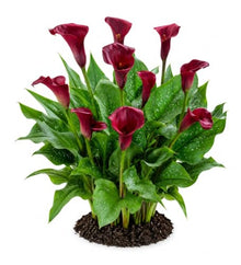Votaniki Majestic Red Calla Lily Top Size Bulbs for Cut Flowers, Deep Red Summer Blooms with Speckled Foliage, Container and Border Garden Plant for Full Sun Landscapes