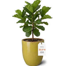 Emissary - Large Planter, Yellow 27.5x27.5x33.5 H