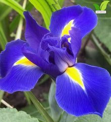 Votaniki Iris hollandica Blue Magic Dutch Iris Bulbs Deep Violet Blue Spring and Early Summer Blooming Flowers for Borders Landscaping Cottage Gardens and Cut Flower Displays