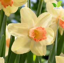Cyclamineus Narcissus Prototype Bulbs for Planting Pink Yellow Daffodil Bulbs Reflexed Petals Early Spring Flower Bulbs for Garden Beds Borders Containers Outdoor Planting (Pack of 250)