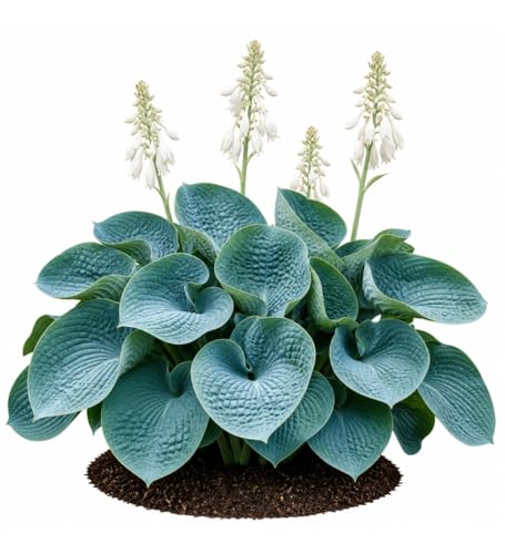 Votaniki Hosta Abiqua Drinking Gourd Bare Root Perennial Plant Dark Blue Green Cupped Foliage Shade Garden Plant White Summer Flowers Slug Resistant Woodland Accent (Pack of 25)