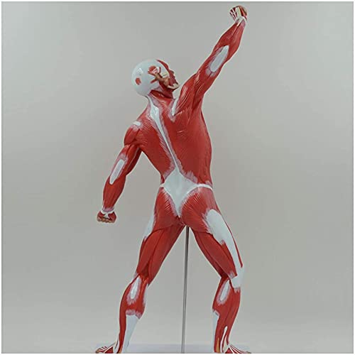 DACUDA 20" Human Muscle Anatomy Model