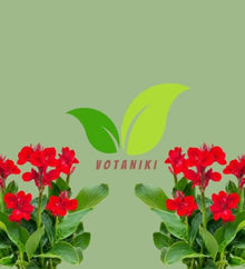 Votaniki Red Beauty Dwarf Canna #1 Size Rhizome, Vivid Red Summer Flowers, Compact Green Foliage for Containers, Sunny Borders, Patio Gardens and Tropical Displays