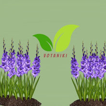 Votaniki Gladiolus Cookie Top Size Bulbs Blue Summer Flower Tall Blooming Spikes for Garden Borders Cut Flower Arrangements Outdoor Planting Full Sun (Pack of 250)