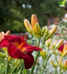 Votaniki Chicago Apache Daylily Bare Root Perennial Plant Scarlet Red Flowers with Yellow Watermark for Full Sun Borders Containers Mass Planting and Pollinator Gardens
