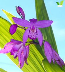 Votaniki White Chinese Ground Orchid Bletilla Striata Pink Bare Root Perennial with Violet Pink Spring Flowers for Woodland Shade Gardens Containers and Borders