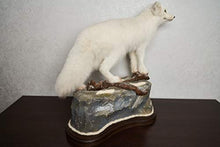 Generic Arctic Fox Taxidermy Mount Lifesize White