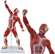 DACUDA 20" Human Muscle Anatomy Model