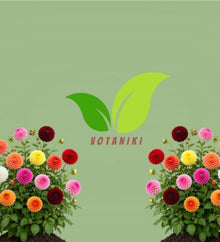 Votaniki Giant Ball Dahlia Mixture Top Size Tuber Clump with Large Mixed Color Double Blooms for Sunny Borders, Cut Flower Gardens, Group Plantings and Summer Displays