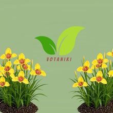 Votaniki Tigridia Pavonia Aurea Bulbs Golden Yellow Mexican Shell Flower Summer Bloom Garden Plants Pollinator Friendly Outdoor Planting Full Sun (Pack of 100)