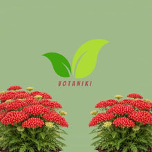 Votaniki Achillea Paprika Yarrow Bare Root Perennial Ruby Red Salmon Flowers Summer to Fall Blooming Drought Tolerant Plant for Garden Borders Cut Flower Outdoor Growing (Pack of 25)