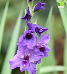 Votaniki Gladiolus Cookie Top Size Bulbs Blue Summer Flower Tall Blooming Spikes for Garden Borders Cut Flower Arrangements Outdoor Planting Full Sun (Pack of 250)
