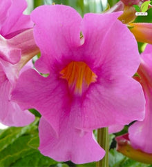 Votaniki Hardy Gloxinia Incarvillea delavayi 2 Year Bare Root Pink Red Trumpet Flowers for Perennial Borders Rock Gardens Woodland Beds and Pollinator Landscapes