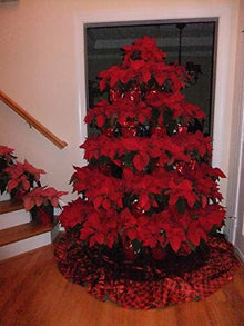 Creative Displays Half Round Poinsettia Tree Rack Display (5.5 Ft) & Matching Heavy Duty PVC Tray - Freestanding Vertical Garden Frame - Great for Poinsettias, Flowers, Plants, Succulents, and More