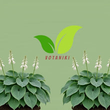 Votaniki Hosta Sieboldiana Elegans Bare Root Perennial Plant Huge Blue Gray Rounded Leaves Slug Resistant Shade Garden Plant White Midsummer Flowers Woodland Focal Point (Pack of 25)