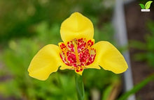 Votaniki Tigridia Pavonia Aurea Bulbs Golden Yellow Mexican Shell Flower Summer Bloom Garden Plants Pollinator Friendly Outdoor Planting Full Sun (Pack of 100)