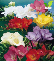 Votaniki's Single Freesia Mix Bulbs for Planting Fragrant Spring Flowers Colorful Trumpet Blooms for Garden Beds Containers Indoor Forcing Cut Flower Variety Outdoor (Pack of 250)