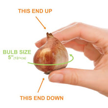 Garden State Bulb Arosa Double Late Tulip Flower Bulbs, 11/12cm (Bag of 250)