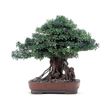 YXIANG56Q Fake Plants Simulation Bonsai Fake Green Plants Potted Hotel High-Grade Furnishings Office Study Chinese Decorative Ornaments Bonsai Tree