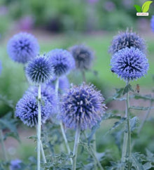 Votaniki Echinops Bannaticus 'Blue Glow' (Globe Thistle) #1 Size Root for Planting – Hardy Perennial with Spiky Blue Blooms | Perennial Fowers for Pollinators & Cut Flowers (25 Pack)