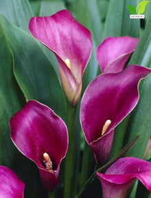 Votaniki Zantedeschia Paco Calla Lily Bulbs Dark Purple Flowers with Mauve Border for Garden Pots Cut Flower Production Late Spring Summer Bloom Container Plants (Pack of 25)