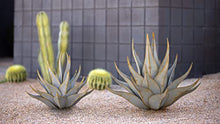 Desert Steel Sharkskin Agave - Large (28" W x 25" H) - Indoor/Outdoor Metal Yard Art & Yard Decor, All Weather