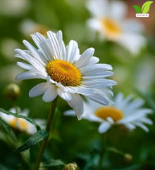 Votaniki White Mountain Shasta Daisy Bare Roots Compact White Summer Flowering Perennial with Yellow Centers for Borders Cottage Gardens Pollinator Beds and Cut Flowers (Pack of 50)
