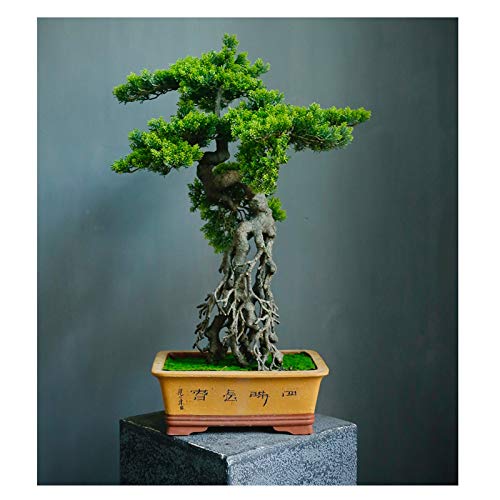 YXIANG56Q Fake Plants Grade Simulation Welcome to Tree Tree Bonsai Hotel Office Tea Several Live Hall Extreme Decoration Beautiful Items Bonsai Tree(A)