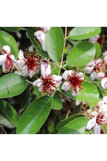 Feijoa Pineapple Guava Tree Sapling, Edible Fruit, Creamy Interior, Aromatic Sweet Flavor, Suitable for Pots, 2-3 Years Old, 20-28 Inches Tall