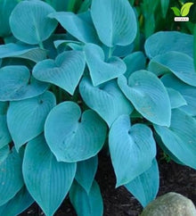 Votaniki Hosta Blue Mountains Bare Root Perennial Plant Intense Blue Gray Heart Shaped Foliage with White Summer Flowers for Shade Gardens Borders Containers and Landscapes