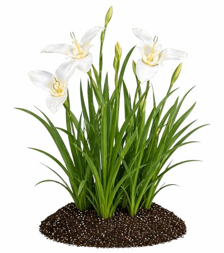 Votaniki Tigridia Pavonia Alba Immaculata Bulbs White Mexican Shell Flower Summer Bloom Garden Plants Cut Flower Use Sun to Part Sun Outdoor Planting (Pack of 100)