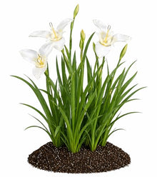 Votaniki Tigridia Pavonia Alba Immaculata Bulbs White Mexican Shell Flower Summer Bloom Garden Plants Cut Flower Use Sun to Part Sun Outdoor Planting (Pack of 100)