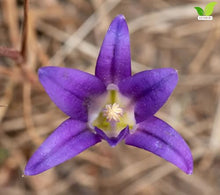 Votaniki Brodiaea Elegans Bulbs for Planting Elegant Cluster Lily Violet Blue Flowers Late Spring to Summer Blooming Drought Tolerant Garden Beds Borders Rock Garden Outdoor Growing (Pack of 250)