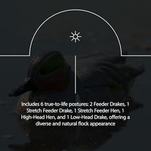 Avian-X AXP Full Body Mallards Decoy 18 Pack Multicolor