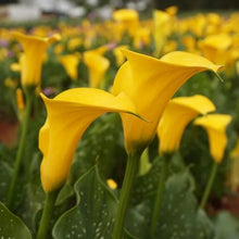 Votaniki Calla Lily 'Strong Gold' Bulbs — Hardy Perennial, Golden Yellow Blooms for Summer Gardens & Cut Flower Arrangements | Summer Flowering, Easy to Grow Perennial (25 Pack)