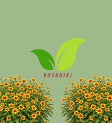Votaniki Heliopsis helianthoides Sundial False Sunflower #1 Size Root, Gold Flowers with Red Eyes, Native Perennial for Borders, Containers, Cut Flowers and Butterfly Gardens