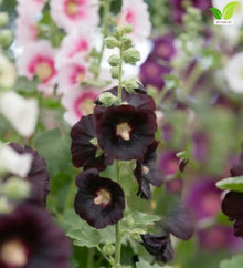 Votaniki Alcea Rosea Blacknight Hollyhock Root Live Plant Deep Black Purple Flowers Tall Perennial Cottage Garden Accent for Borders Cut Flower Gardens and Landscapes (25 Pack)