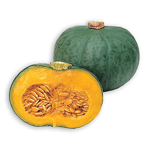 Kitazawa Seed Co Squash Seeds Japanese, Winter Blue Kuri 1 Lb ~2400 Seeds