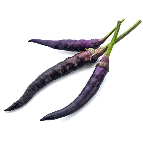 Mountain Valley Seed Co Pepper Seeds Hot Cayenne Purple 1 Lb ~80,000 Seeds