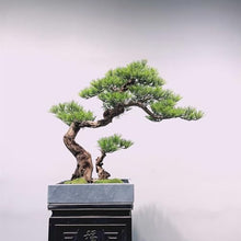 YXIANG56Q Fake Plants Modern Simulation Pine Tree Bonsai Creative Entryway Corner Decoration Fake Tree Greenery Ornaments Living Room Ornaments Bonsai Tree