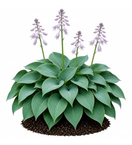Votaniki Hosta Halcyon Bare Root Perennial Plant Frosty Blue Green Pointed Foliage Shade Garden Plant Pale Blue Violet Midsummer Flowers Patio Container Border Edging (Pack of 25)