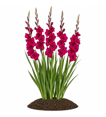 Votaniki Plum Tart Gladiolus Bulbs Large Purple Summer Blooms Tall Cut Flower Variety for Borders Containers Pollinator Gardens and Seasonal Landscape Displays