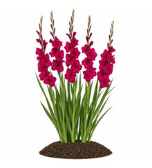 Votaniki Gladiolus Plum Tart Bulbs Deep Magenta Summer Flowering Sword Lily Tall Cut Flowers for Sunny Borders Garden Beds Bouquets and Outdoor Landscaping (Pack of 250)