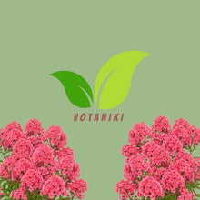 Votaniki Glamour Girl Tall Garden Phlox #1 Size Root, Hot Coral Pink Flowers, Dark Purple Stems, 32 Inch Summer Perennial for Sunny Borders, Pollinator and Cut Flower Gardens