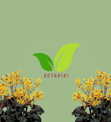Votaniki Ligularia Midnight Lady #1 Size Root Dark Green Purple Blushed Foliage Golden Orange Flowers for Moist Borders Pollinator Gardens and Wet Site Planting