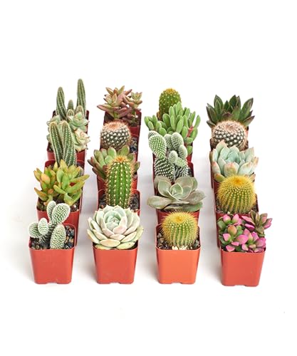 Shop Succulents Premium Live Mini Cactus and Succulent Plants in 2" Pots, Easy Care Indoor or Outdoor Gardening, Terrariums, Favors, & Contemporary Spaces with Hardy, Resilient Varieties, Pack of 256