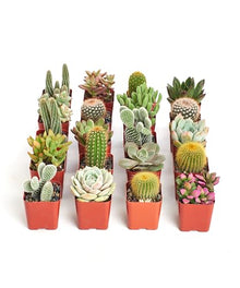 Shop Succulents Premium Live Mini Cactus and Succulent Plants in 2" Pots, Easy Care Indoor or Outdoor Gardening, Terrariums, Favors, & Contemporary Spaces with Hardy, Resilient Varieties, Pack of 256