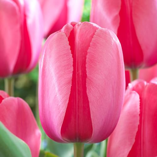 Garden State Bulb Darwin Hybrid Pink Impression Tulip Flower Bulbs, 12/+ cm (Bag of 250)