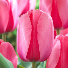 Garden State Bulb Darwin Hybrid Pink Impression Tulip Flower Bulbs, 12/+ cm (Bag of 250)