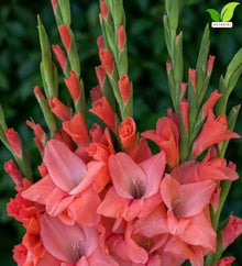 Votaniki Coral Salmon Gladiolus Bulbs Tall Sword Lily Summer Blooming Flowers for Garden Borders Cut Flower Arrangements Outdoor Landscaping and Beds (Pack of 250)